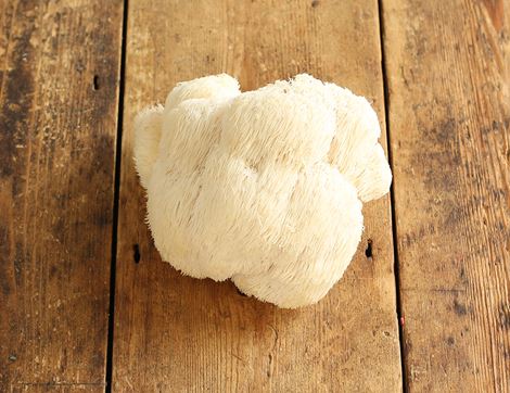 lions mane mushrooms