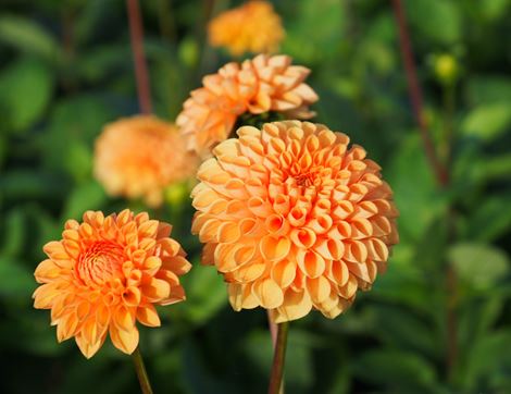 Dahlia 'David Howard', Organic (1 tuber)