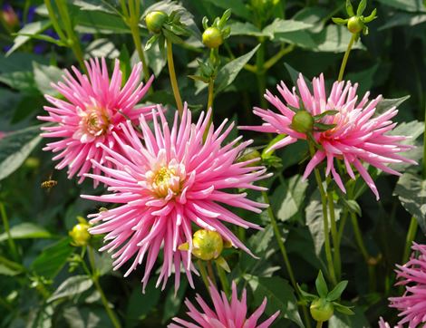 Dahlia ‘Park Princess’, Organic (1 tuber)