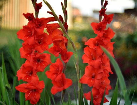Gladiolus 'Bunga', Organic (5 bulbs)