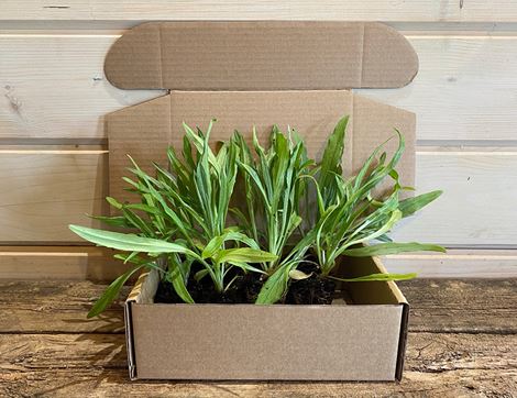 cornflowers plug plants organic blooms