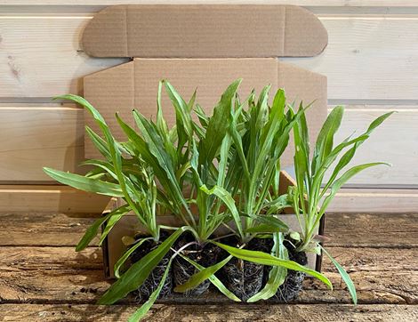 Plug Plants, Cornflowers, Suitable for Organic Growing, Organic Blooms (8 plants)