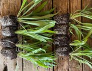 Plug Plants, Cornflowers, Suitable for Organic Growing, Organic Blooms (8 plants)