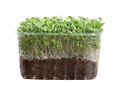 Micro Greens Micro Greens