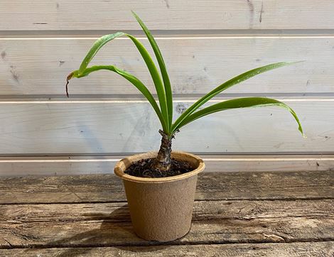 nerine plant organic blooms