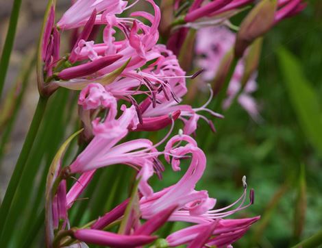 Nerine Plant, Organic, Organic Blooms