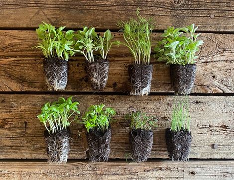 Plug Plants, Herb Collection, Organic, Organic Blooms (8 plants)