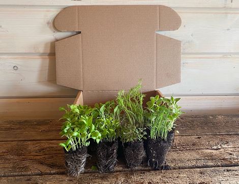 Plug Plants, Herb Collection, Organic, Organic Blooms (8 plants)