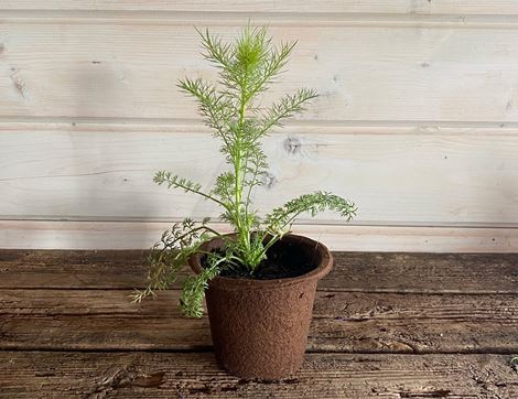nigella damascene plant organic blooms