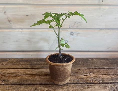 tomato plant organic blooms