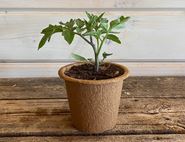 Tomato Plant, 'Jani' Organic, Organic Blooms (12cm Pot)