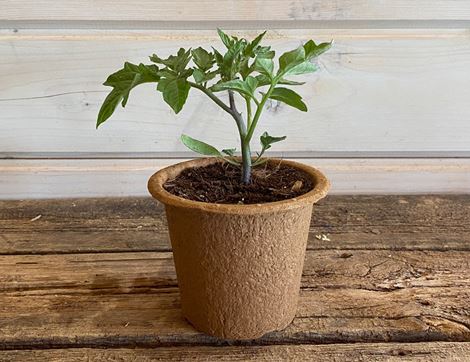 Tomato Plant, Organic, Organic Blooms (12cm Pot)