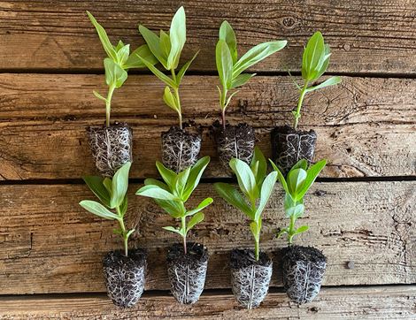 plug plants zinnia collection organic blooms