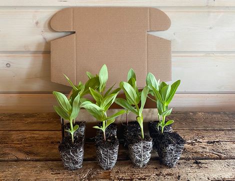 Plug Plants, Zinnia Collection, Organic, Organic Blooms (8 plants)