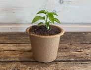 chilli pepper plant organic blooms