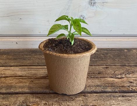 chilli pepper plant organic blooms