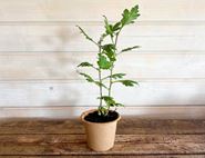 Chrysanthemum Indicum Perennial Plant, Organic, Organic Blooms (1lt pot)