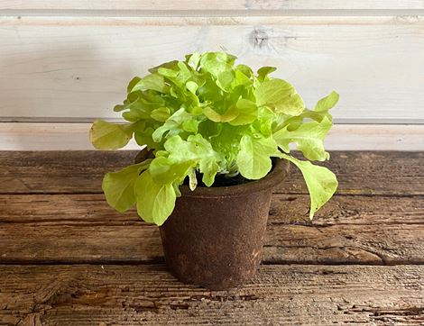 living lettuce plant salad bowl organic blooms