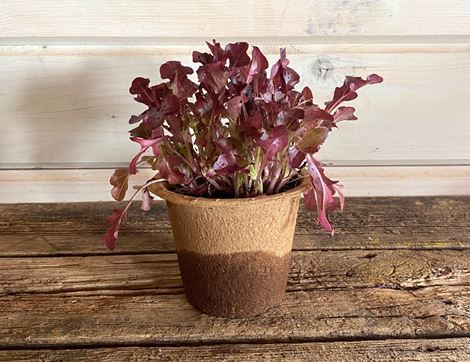 Living Lettuce Plant, 'Salad Bowl', Organic, Organic Blooms (1 plant)