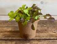 Lettuce Plant, 'Green & Red Salad Bowl', Organic, Organic Blooms (1 plant)