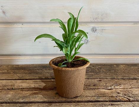 wallflower plant