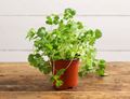 Coriander Plant, Organic