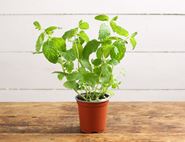 mint plant