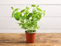 Mint Plant, Organic