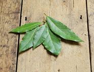 Bay Leaves, Organic (10 leaves)