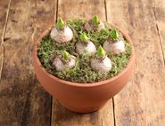 British Scented White Hyacinth Gift Planter, Organic, Organic Blooms (5-6 bulbs)