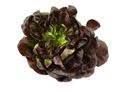 Red Lettuce Red Lettuce