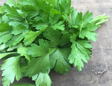 Parsley Seeds, Italian Giant, Organic, Vital Seeds