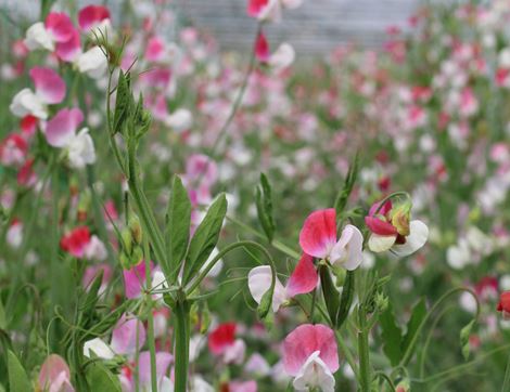 Sweet Pea Seeds, Painted Lady, Organic, Vital Seeds