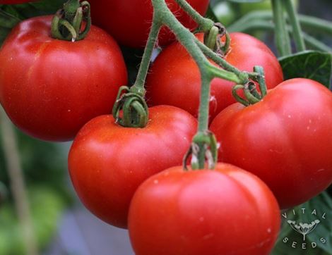 Tomato Seeds, Matina, Organic, Vital Seeds