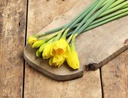 Daffodil Bunch, Organic (10 stems)