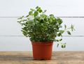 Oregano Plant, Organic