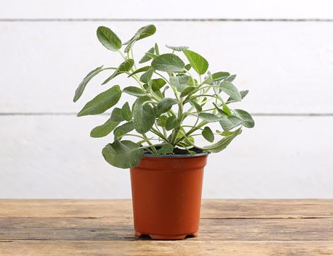 Sage Plant, Organic