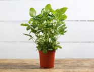 Lemon Balm Plant, Organic