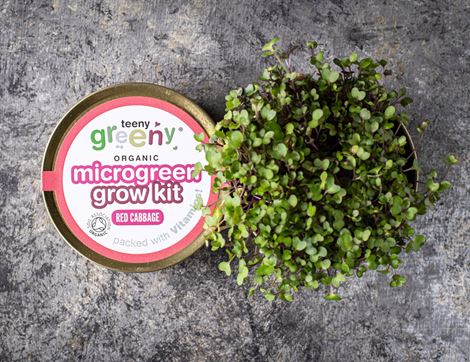 Microgreen Grow Kit, Red Cabbage, Organic, Teeny Greeny 