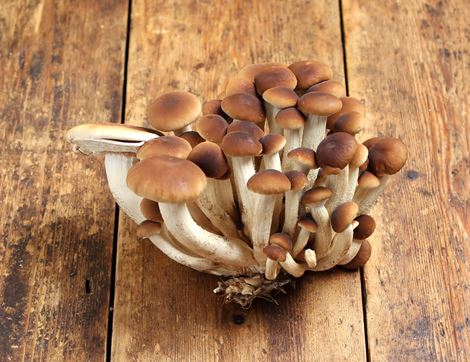 pioppino mushrooms