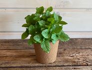 Lemon Balm Plant, Organic, Organic Blooms