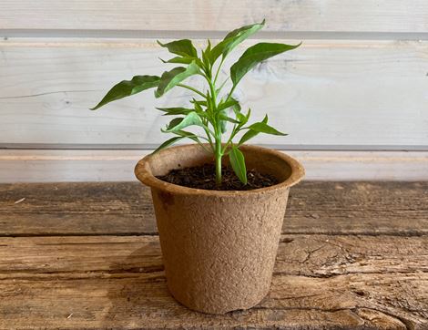 Chilli Pepper Plant, 'Ring of Fire', Organic, Organic Blooms