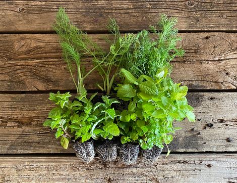 Herbal Tea Plant Collection, Organic, Organic Blooms (8 plants)