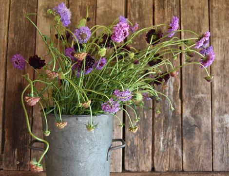 Scabious atropururea Flower Seeds, Organic, Organic Blooms