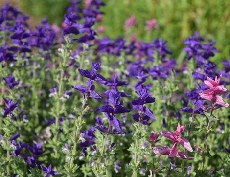 Salvia viridis Flower Seeds, Organic, Organic Blooms