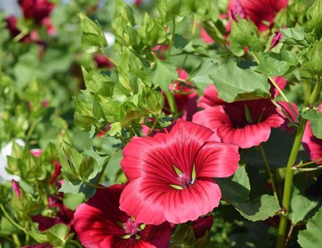 Mallope trifida Flower Seeds, Organic, Organic Blooms