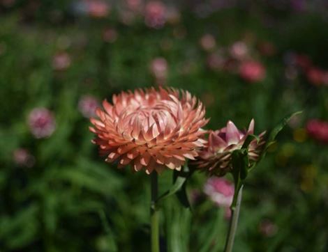 Helichrysum bracteatum Flower Seeds, Organic, Organic Blooms