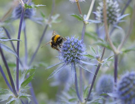 Eryngium planum Flower Seeds, Organic, Organic Blooms