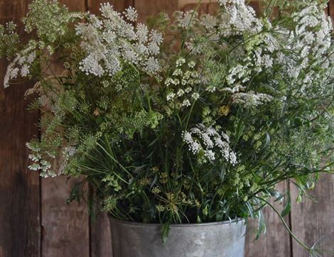 Ammi majus Flower Seeds, Organic, Organic Blooms