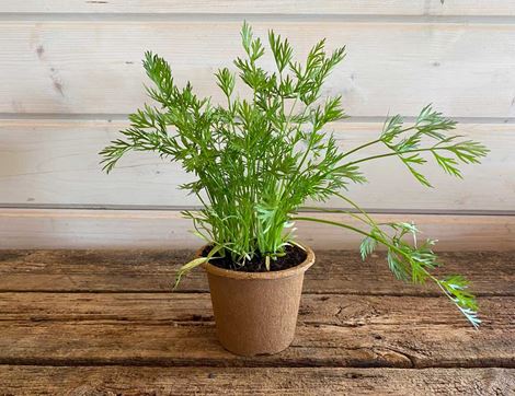 Organic Potted Caraway Plant